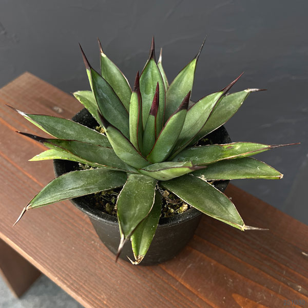 アガベ：マクロアカンサ×ポタトラム　4号鉢植え