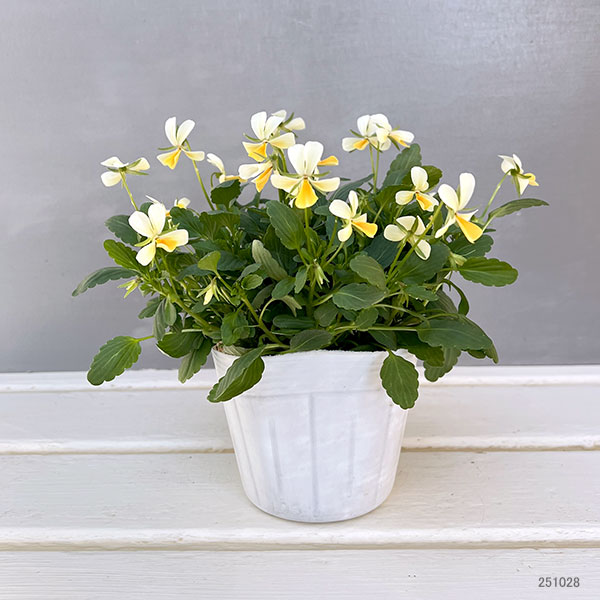 【お1人様1ポット】ビオラ:ビオレッタ サニーサンライズ3.5号ポット