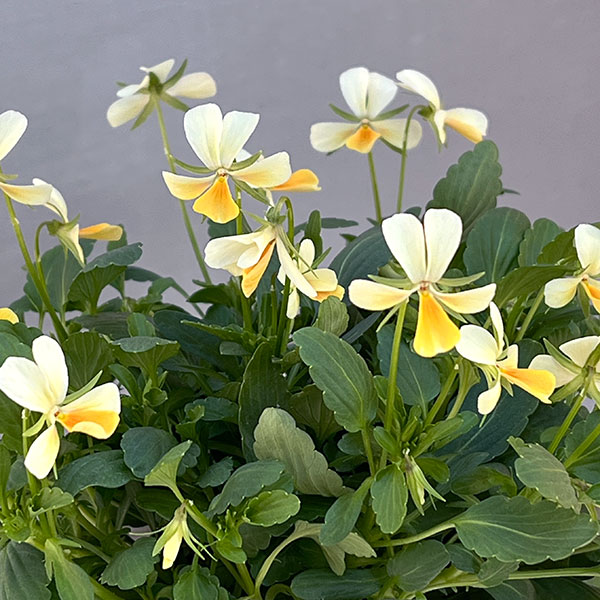 【お1人様1ポット】ビオラ:ビオレッタ サニーサンライズ3.5号ポット