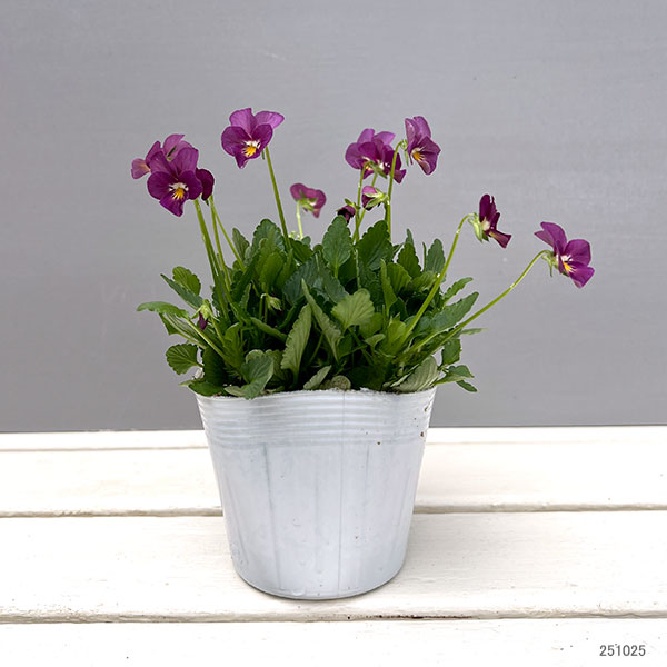 【お1人様1ポット】ビオラ:ビオレッタ ハーティスト3.5号ポット