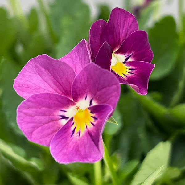 【お1人様1ポット】ビオラ:ビオレッタ ハーティスト3.5号ポット