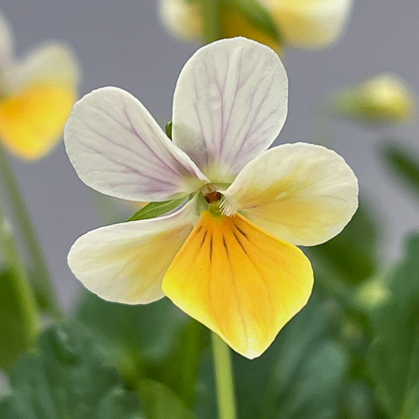 【お1人様1ポット】ビオラ:ビオレッタ ハーティスト3.5号ポット