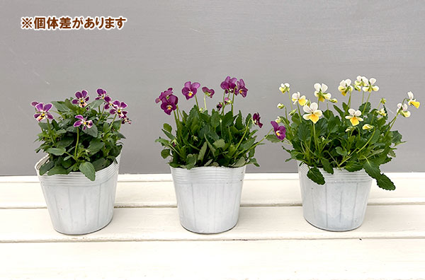 【お1人様1ポット】ビオラ:ビオレッタ ハーティスト3.5号ポット