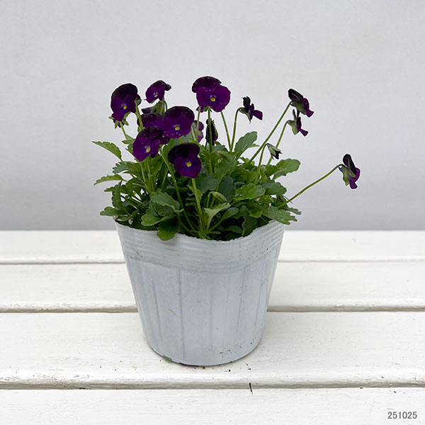 【お1人様1ポット】ビオラ:ビオレッタ ぺリラシェイカー3.5号ポット