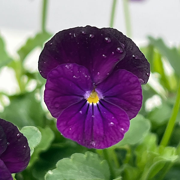 【お1人様1ポット】ビオラ:ビオレッタ ぺリラシェイカー3.5号ポット