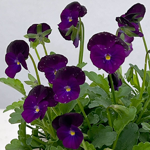 【お1人様1ポット】ビオラ:ビオレッタ ぺリラシェイカー3.5号ポット