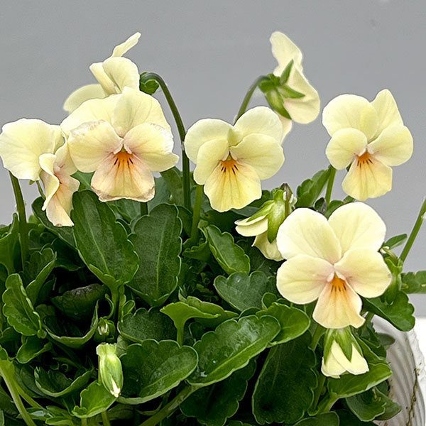 【お1人様1ポット】ビオラ:ビオレッタ ミスピーチ3.5号ポット