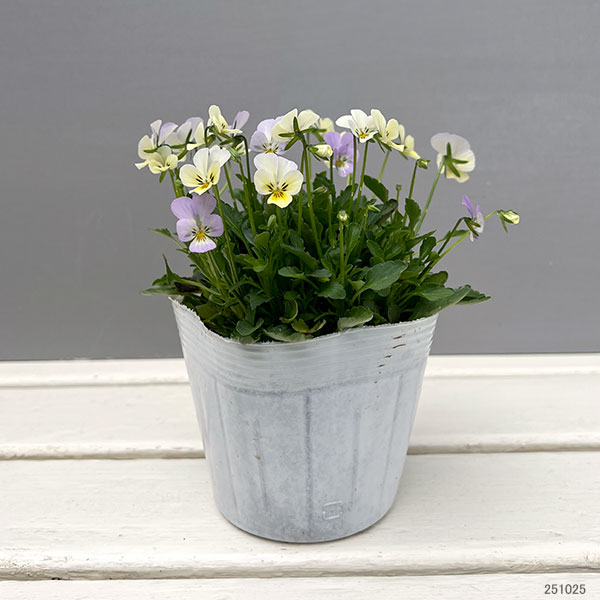 【お1人様1ポット】ビオラ:ビオレッタ ルーキーズ3.5号ポット