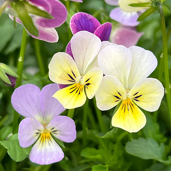 【お1人様1ポット】ビオラ:ビオレッタ ルーキーズ3.5号ポット