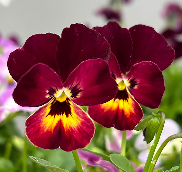 【お1人様1ポット】ビオラ:ビオレッタ ルーキーズ3.5号ポット