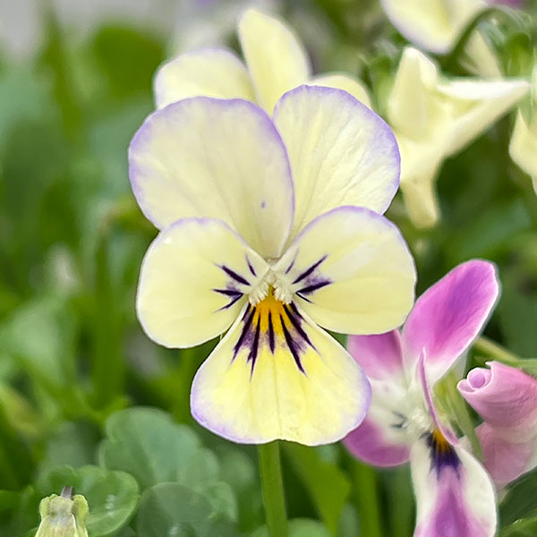 【お1人様1ポット】ビオラ:ビオレッタ ルーキーズ3.5号ポット