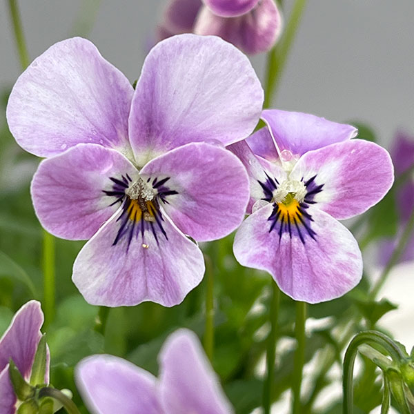 【お1人様1ポット】ビオラ:ビオレッタ ルーキーズ3.5号ポット