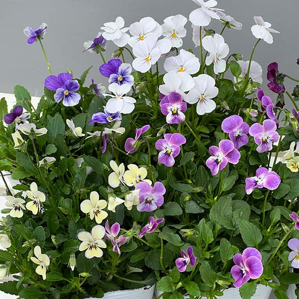 【お1人様1ポット】ビオラ:ビオレッタ ルーキーズ3.5号ポット