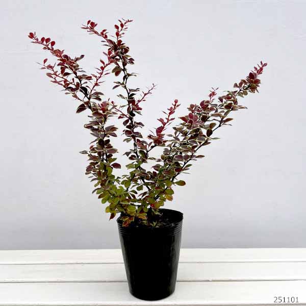 メギ（バーベリス）：ルビースター4.5号ポット