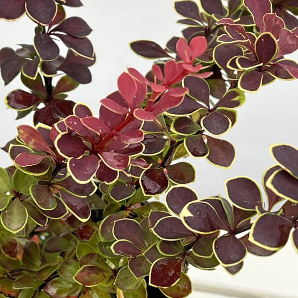 メギ（バーベリス）：ルビースター4.5号ポット