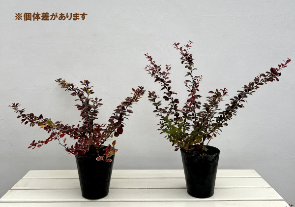 メギ（バーベリス）：ルビースター4.5号ポット