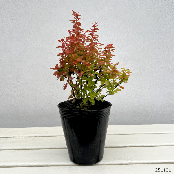 メギ（バーベリス）：オレンジアイス4.5号ポット