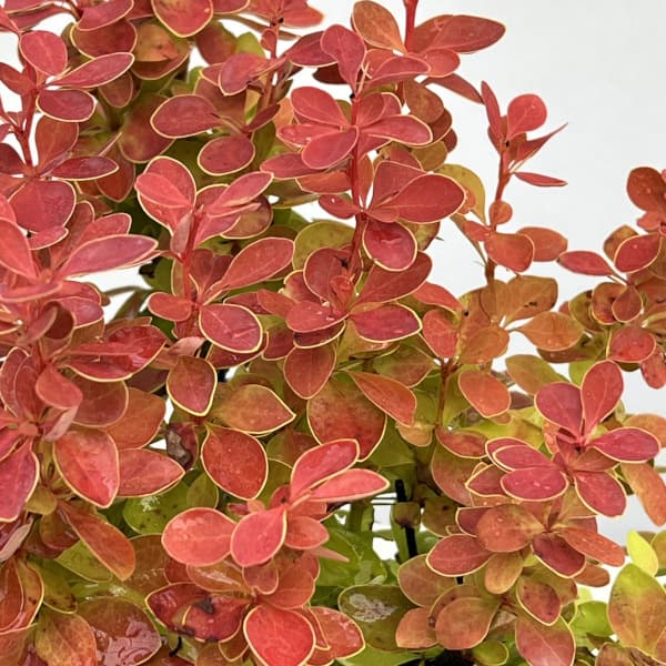 メギ（バーベリス）：オレンジアイス4.5号ポット