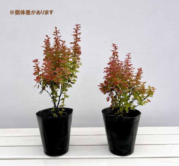 メギ（バーベリス）：オレンジアイス4.5号ポット