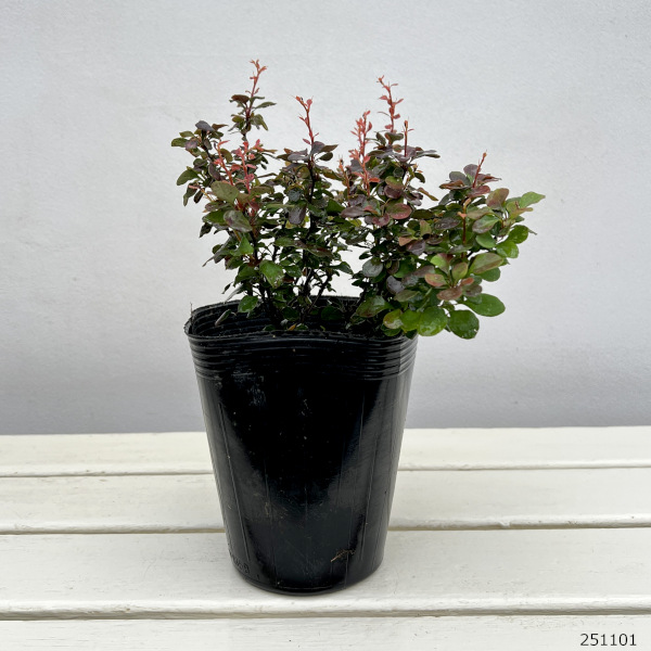 メギ（バーベリス）：インスピレーション.5号ポット