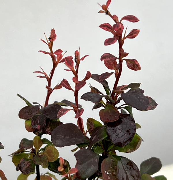 メギ（バーベリス）：インスピレーション.5号ポット