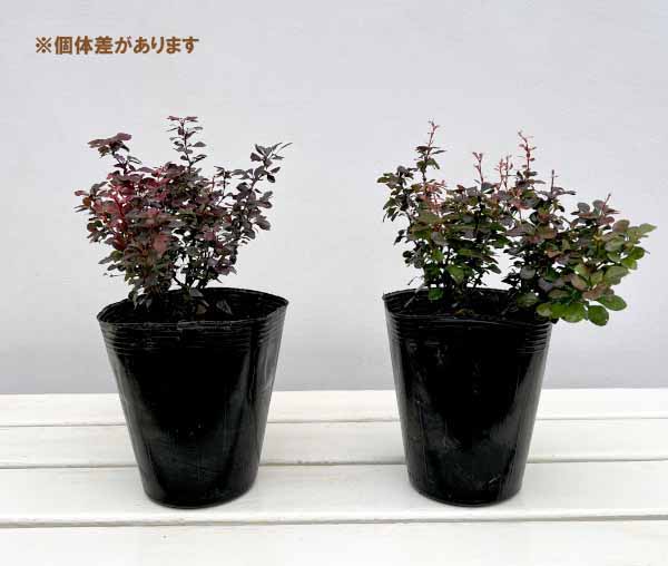 メギ（バーベリス）：インスピレーション.5号ポット