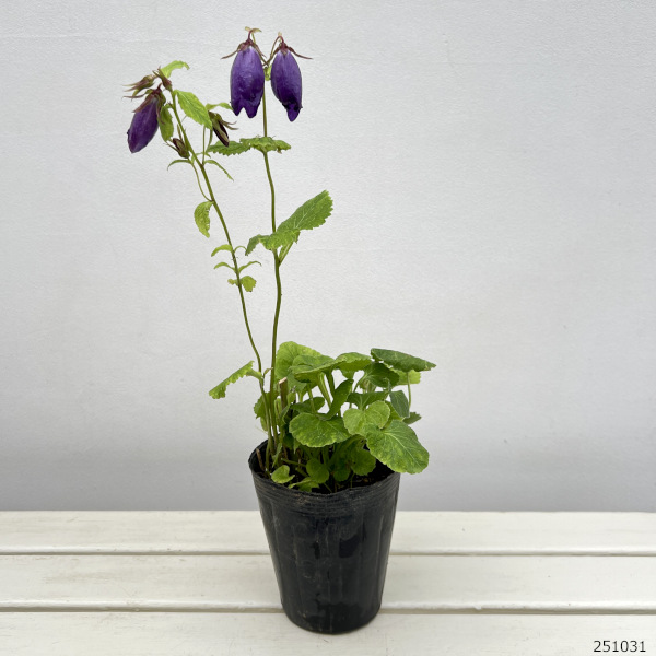 カンパニュラ（ホタルブクロ）：インディゴブルー4.5号ポット