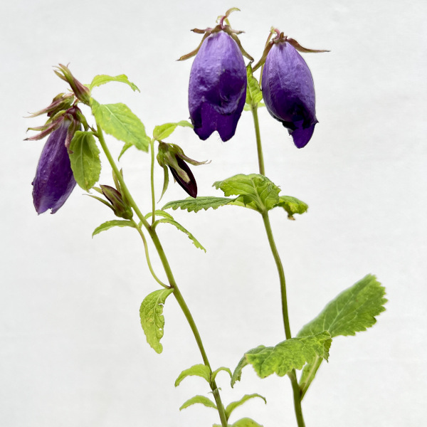 カンパニュラ（ホタルブクロ）：インディゴブルー4.5号ポット