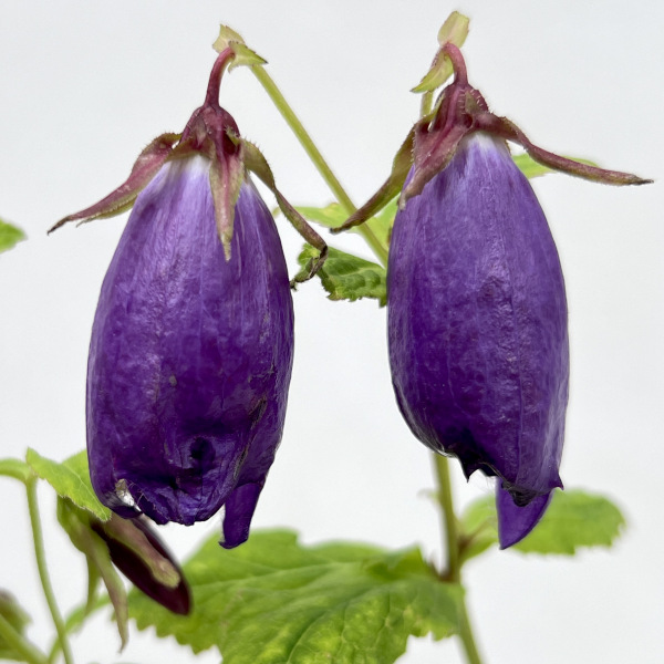 カンパニュラ（ホタルブクロ）：インディゴブルー4.5号ポット