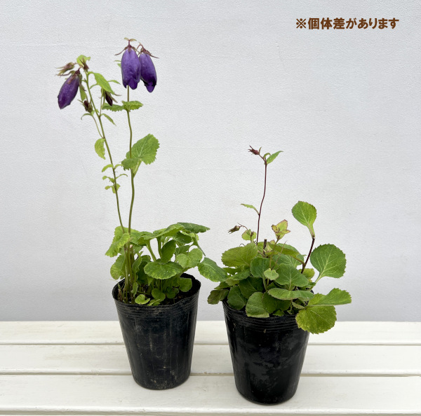カンパニュラ（ホタルブクロ）：インディゴブルー4.5号ポット