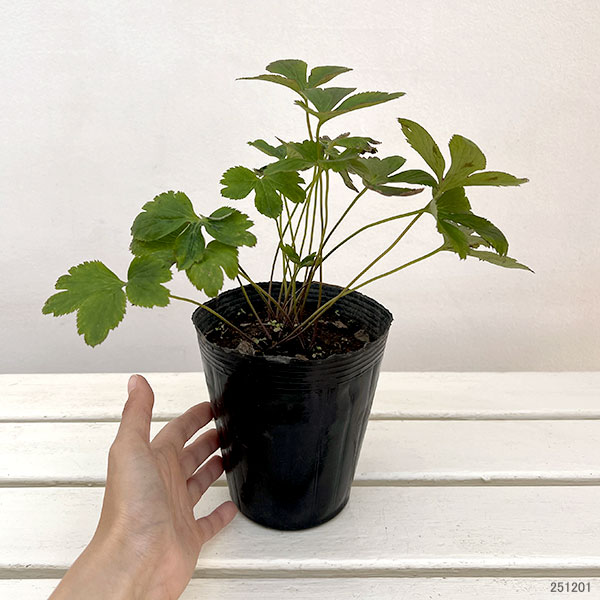 アネモネ：ワイルドスワン4.5号ポット