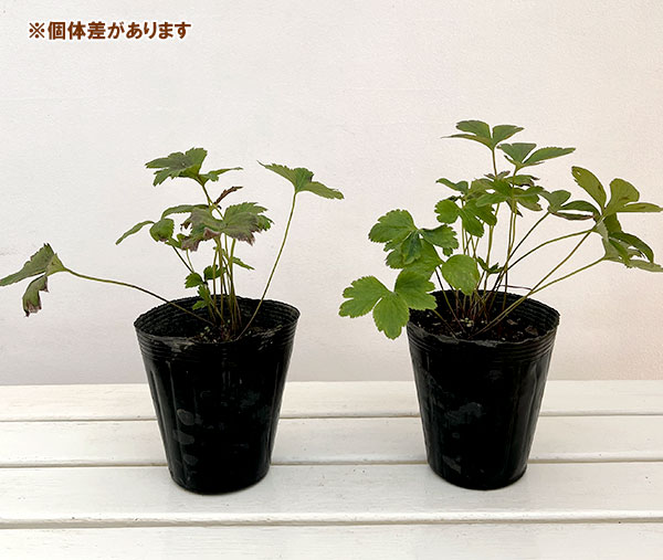 アネモネ：ワイルドスワン4.5号ポット