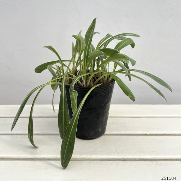 セントーレア:アメジストインスノー4.5号ポット