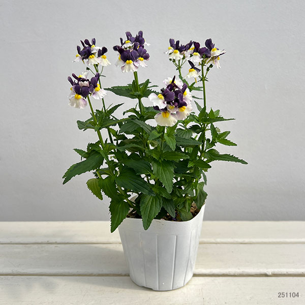 ネメシア：エッセンシャル　エルダーベリー3-3.5号ポット