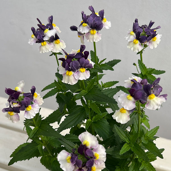 ネメシア：エッセンシャル　エルダーベリー3-3.5号ポット