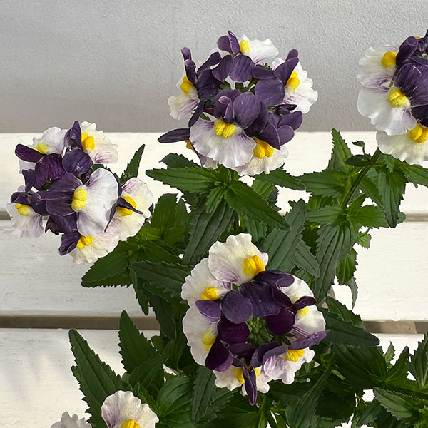 ネメシア：エッセンシャル　エルダーベリー3-3.5号ポット