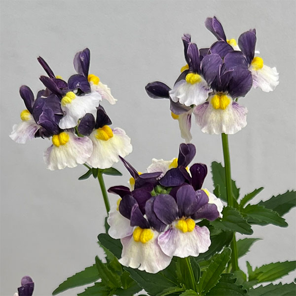 ネメシア：エッセンシャル　エルダーベリー3-3.5号ポット