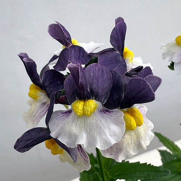 ネメシア：エッセンシャル　エルダーベリー3-3.5号ポット