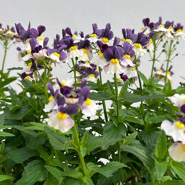 ネメシア：エッセンシャル　エルダーベリー3-3.5号ポット