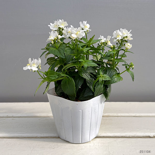 ネメシア：エッセンシャル　スノーベリー3-3.5号ポット