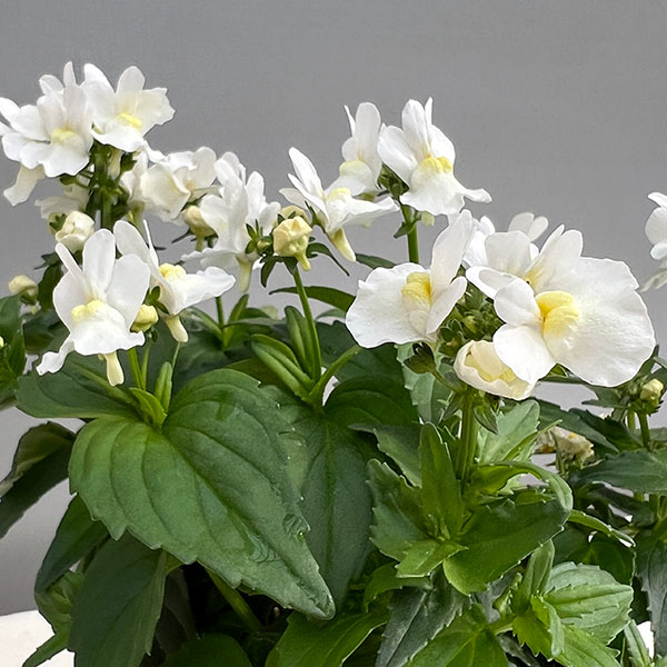 ネメシア：エッセンシャル　スノーベリー3-3.5号ポット