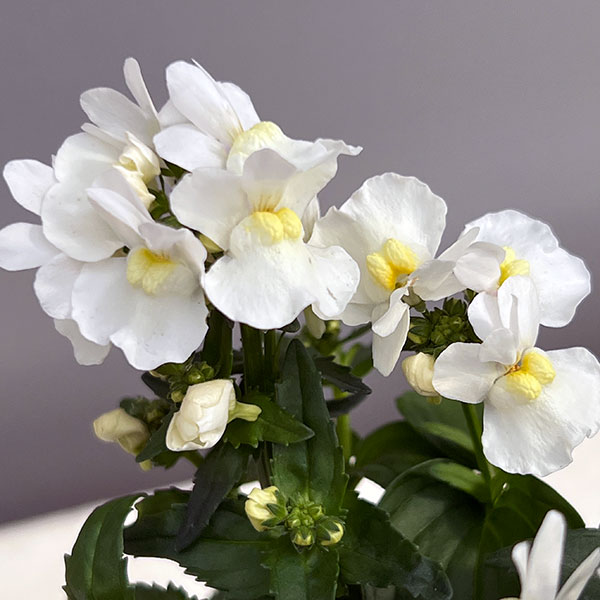 ネメシア：エッセンシャル　スノーベリー3-3.5号ポット