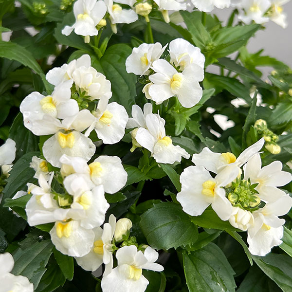 ネメシア：エッセンシャル　スノーベリー3-3.5号ポット