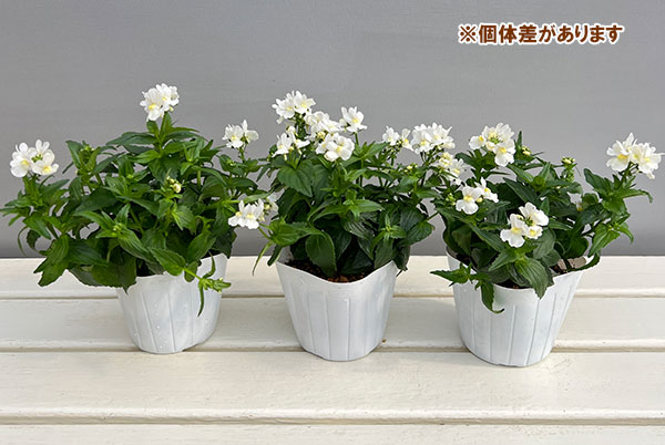 ネメシア：エッセンシャル　スノーベリー3-3.5号ポット