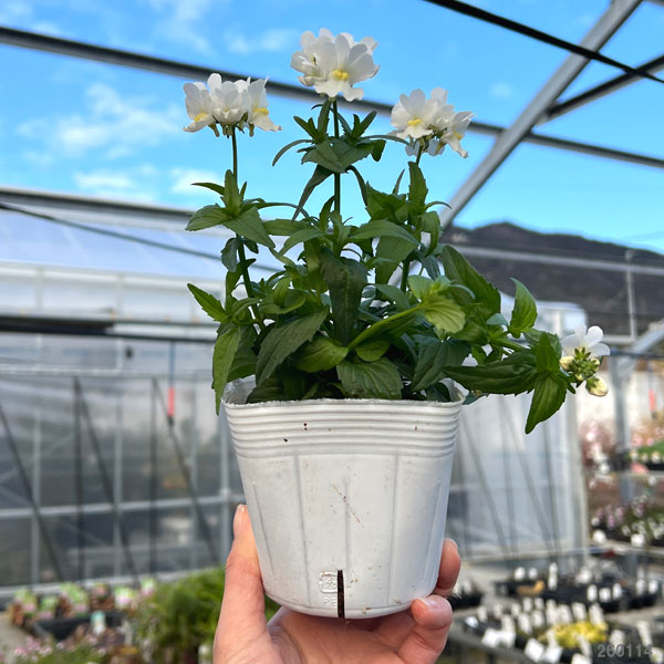 ネメシア：エッセンシャル　スノーベリー3-3.5号ポット