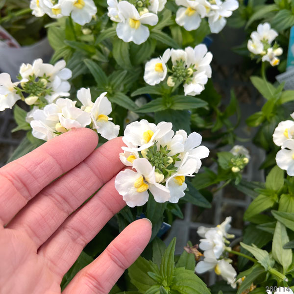 ネメシア：エッセンシャル　スノーベリー3-3.5号ポット