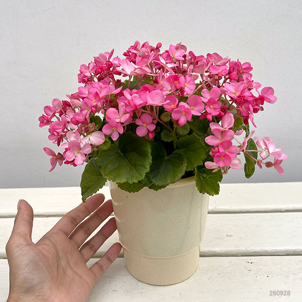 ベゴニア:ラブミー音彩(ネイロ)4号鉢植え