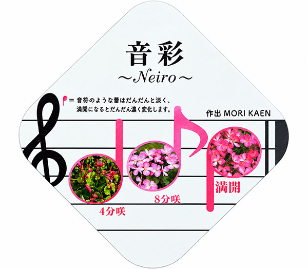 ベゴニア:ラブミー音彩(ネイロ)4号鉢植え