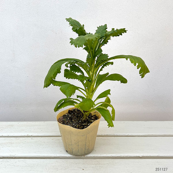 スカビオサ:ファタモルガナ3.5号ポット