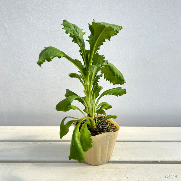 スカビオサ：ファタモルガナ3.5号ポット